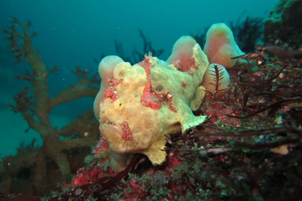 イロカエルアンコウ