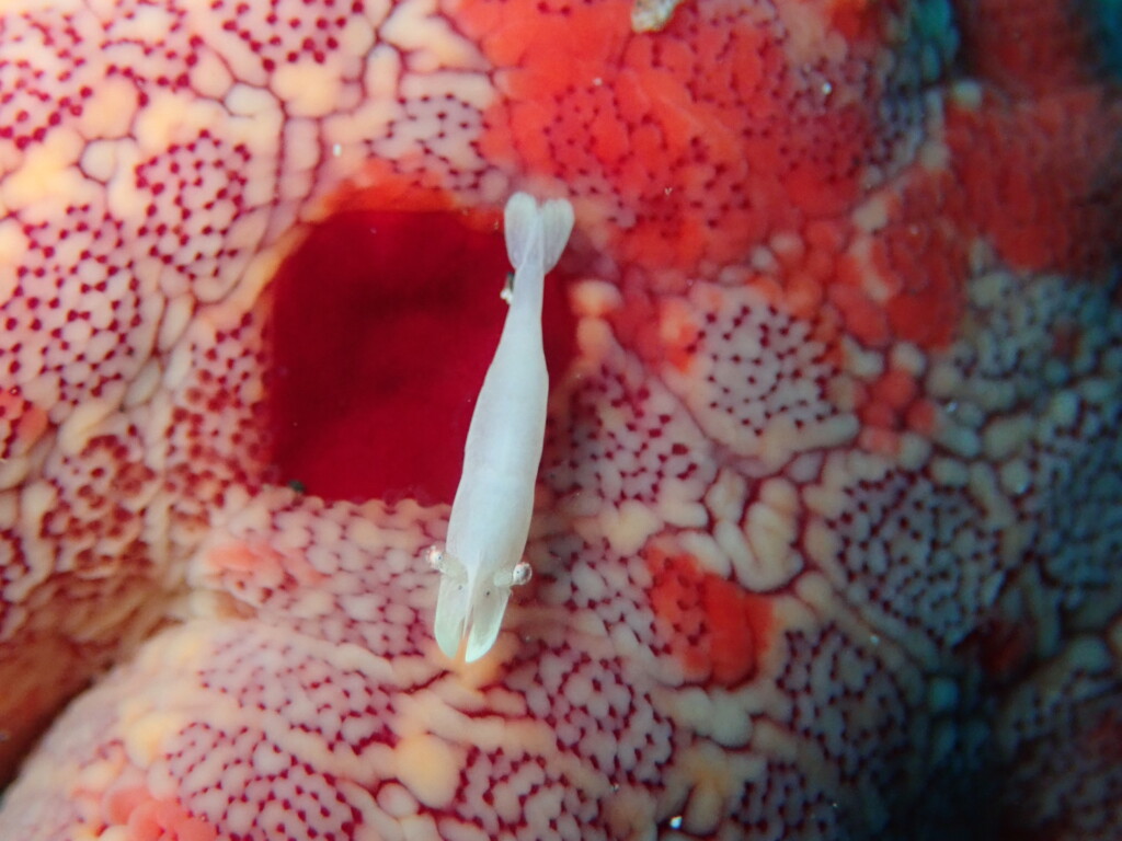 ヒトデヤドリエビ