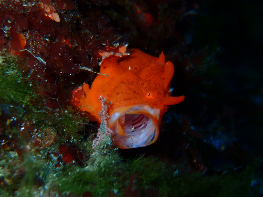 イロカエルアンコウ