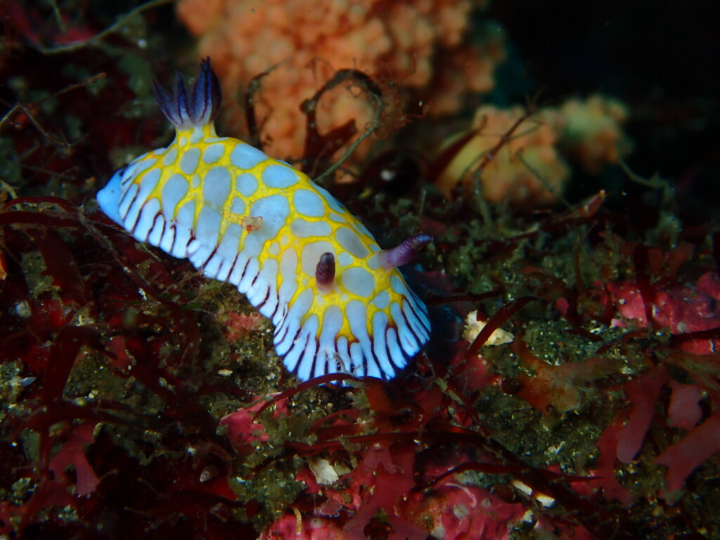 ボブサンウミウシ