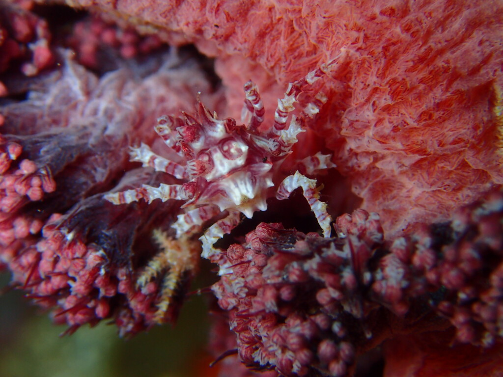 イソコンペイトウガニ