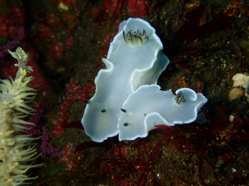 ジボガウミウシ