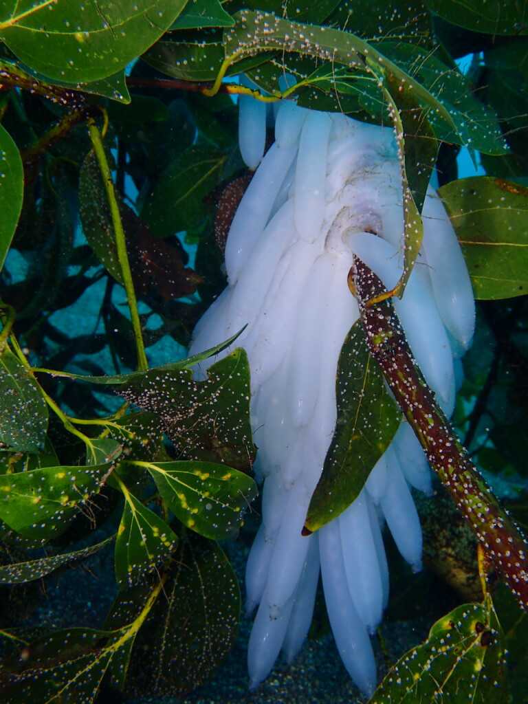 アオリイカのたまご