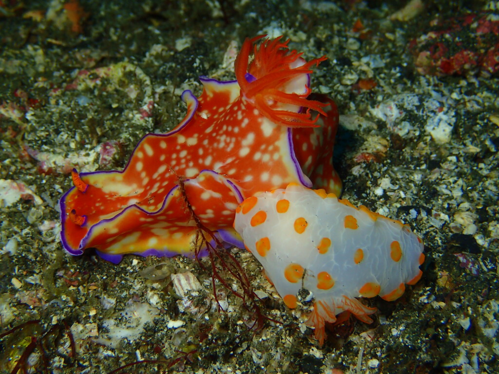 ニシキウミウシをキイロイボウミウシが捕食