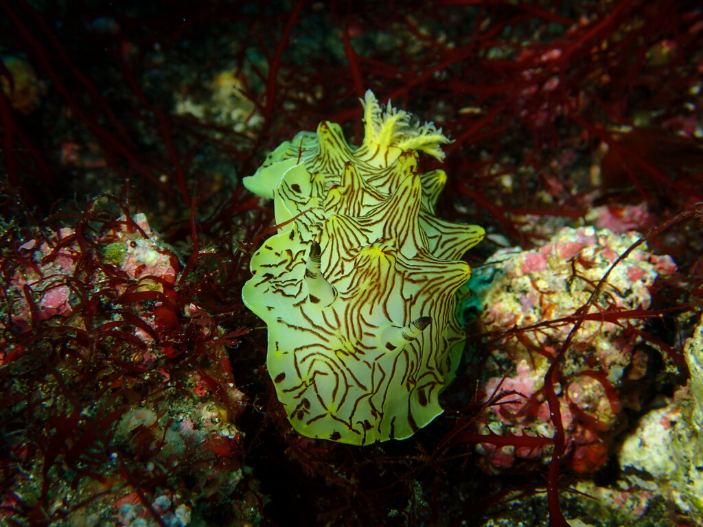 インターネットウミウシ