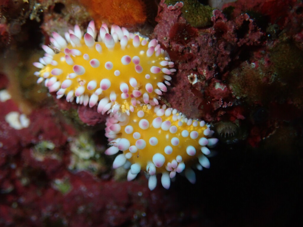 イガグリウミウシ