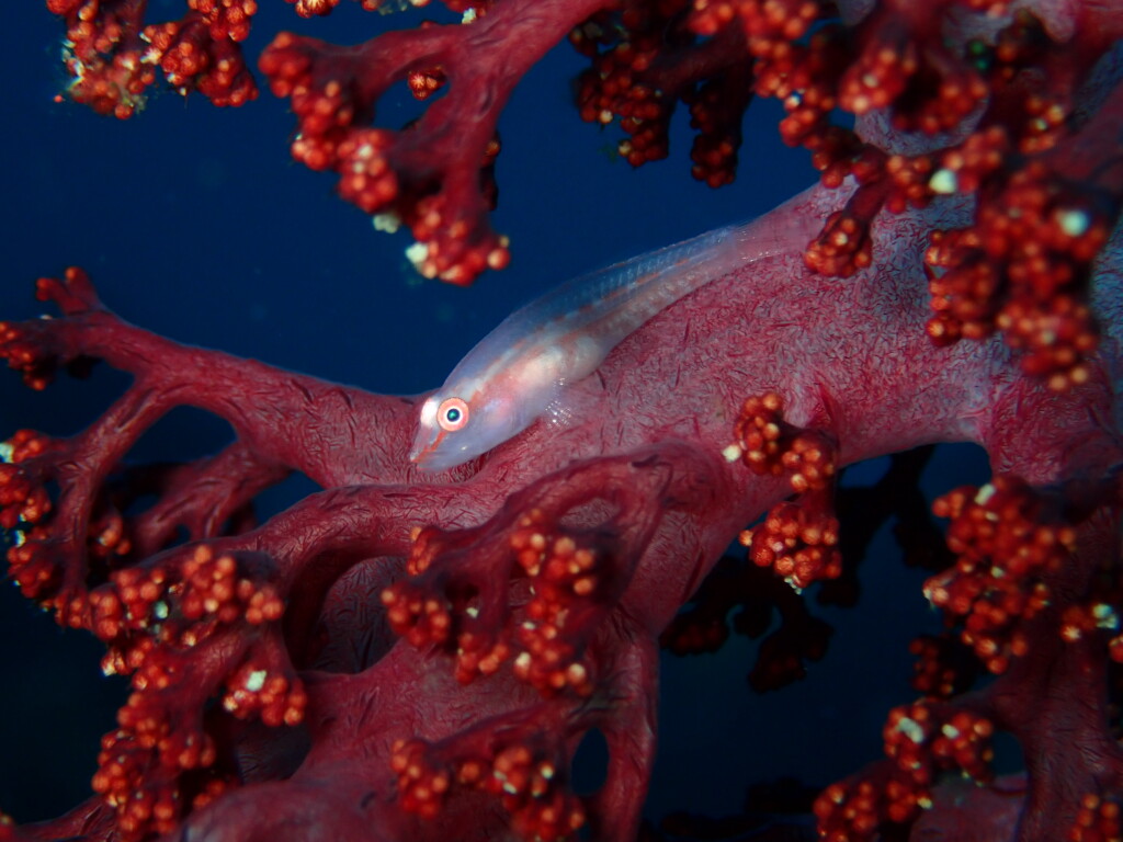 スケロクウミタケハゼ