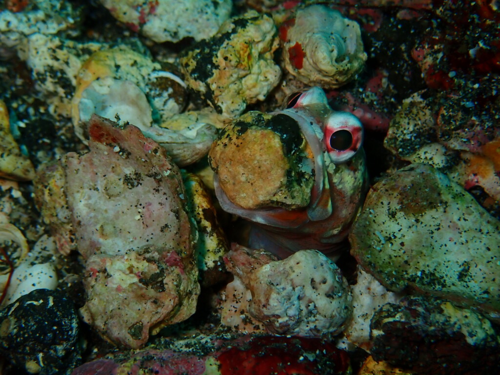 ジョーフィッシュ