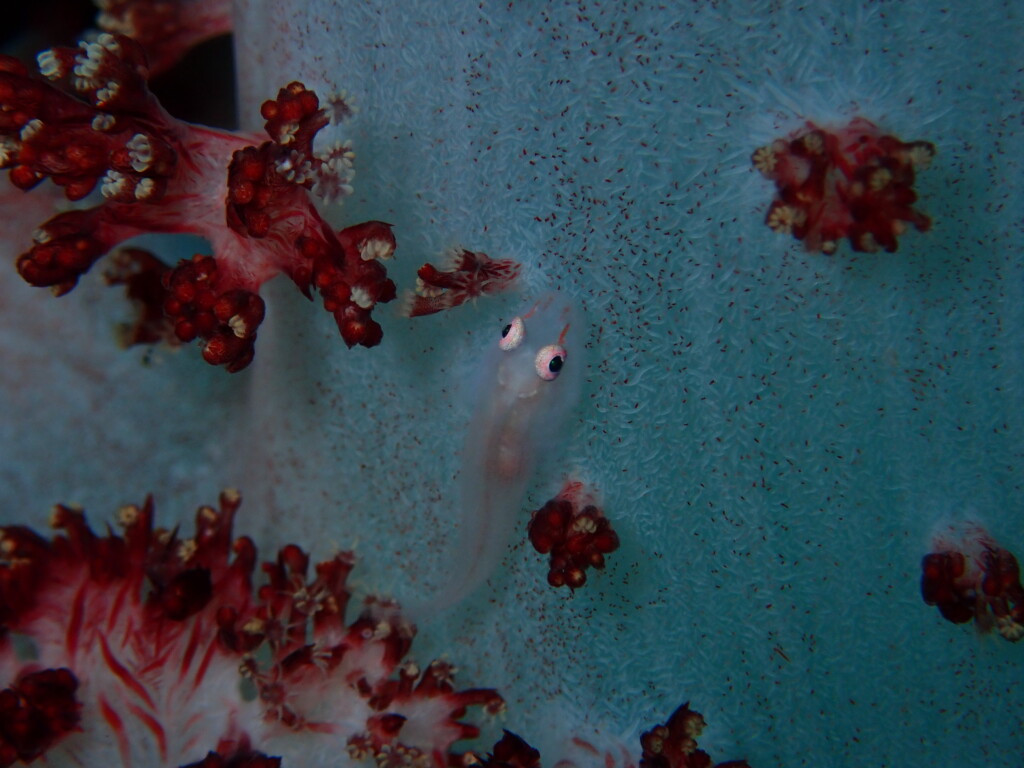 スケロクウミタケハゼ