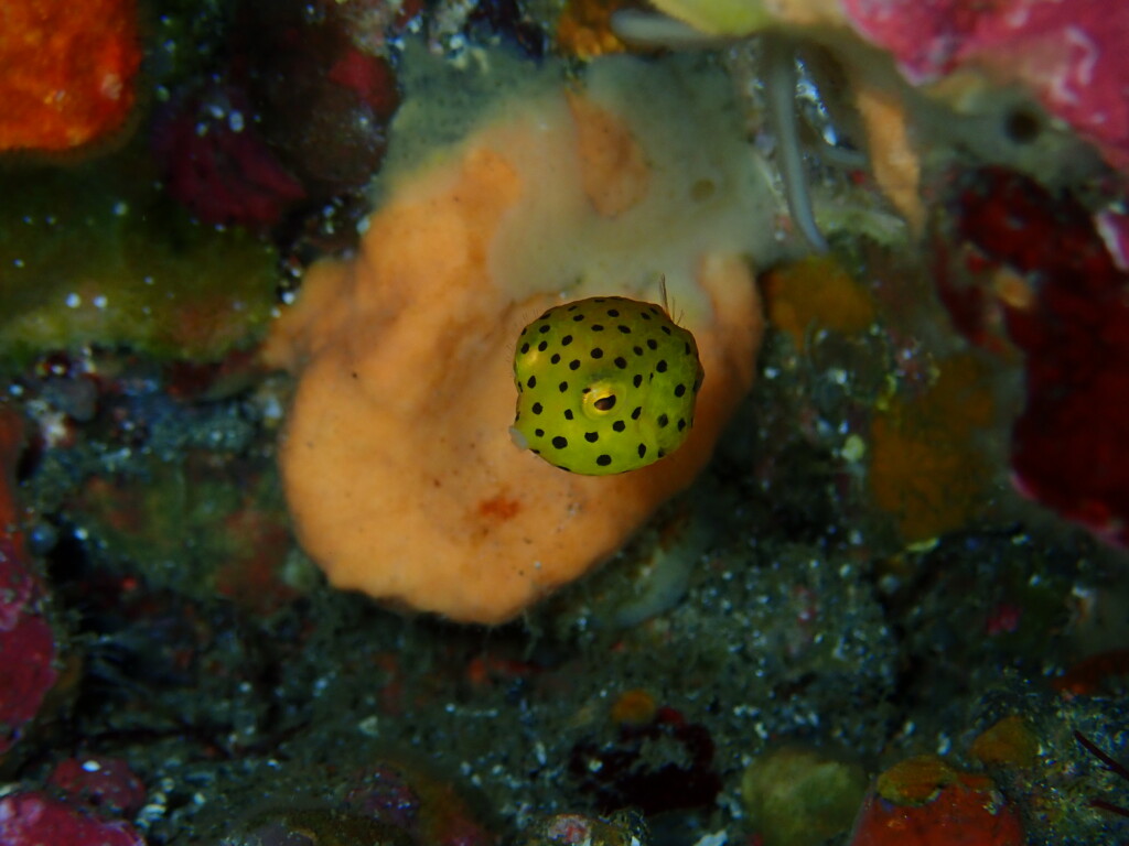 ミナミハコフグの幼魚