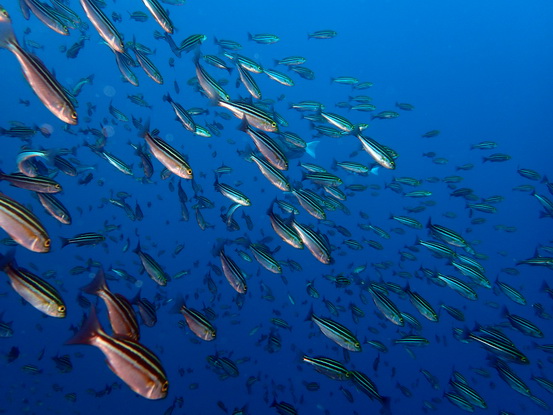 イサキの群れ