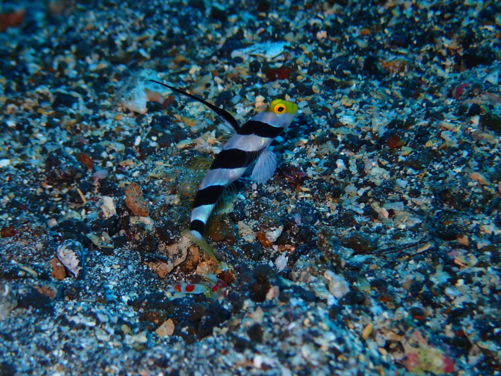 ヒレナガネジリンボウ