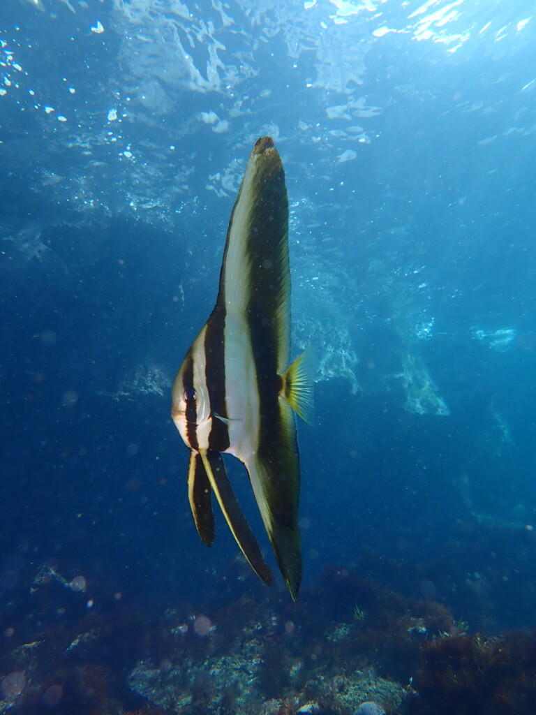 ミカヅキツバメウオ