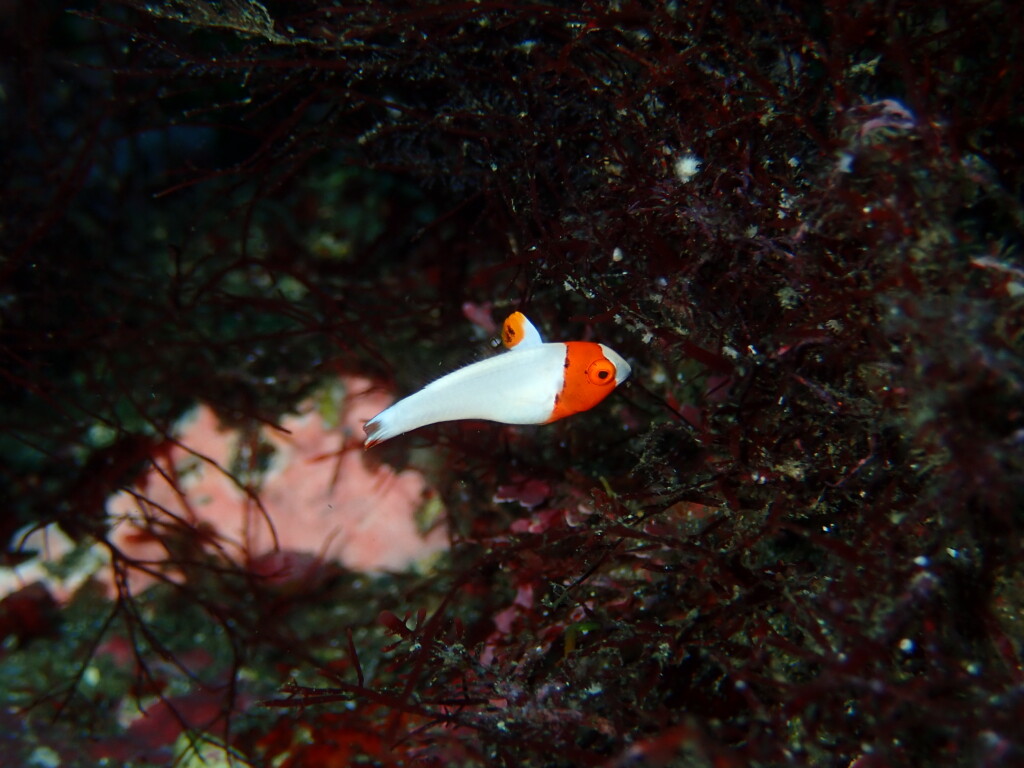 イロブダイの幼魚