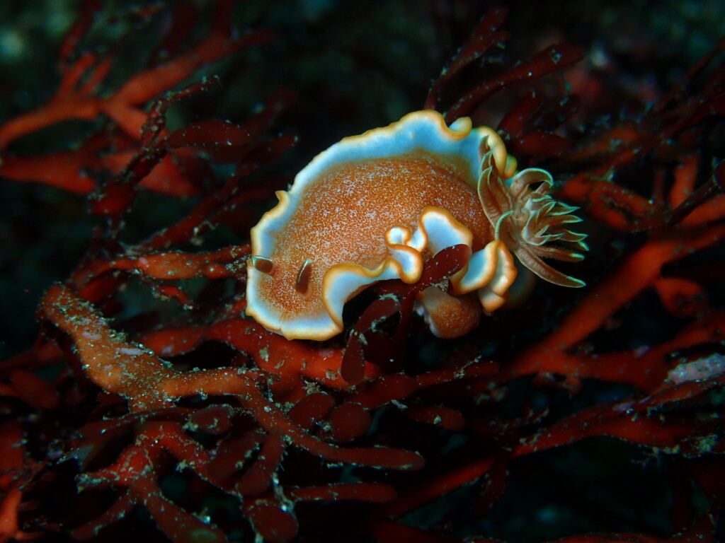 キャラメルウミウシ