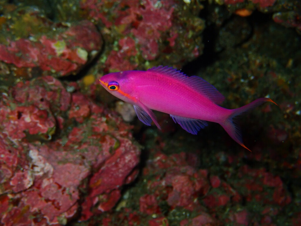 ハナゴイの幼魚