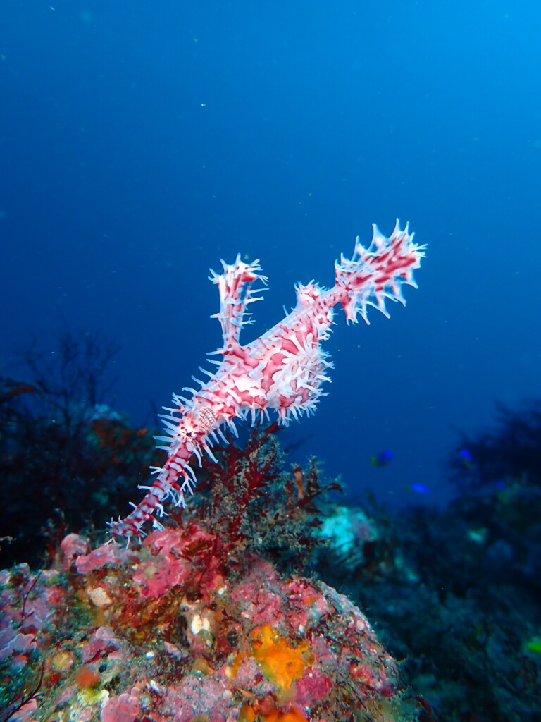 ニシキフウライウオ