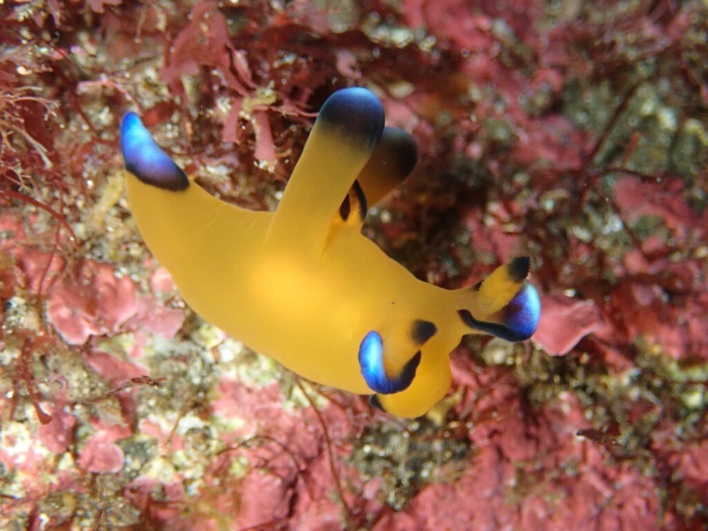 ウデフリツノザヤウミウシ