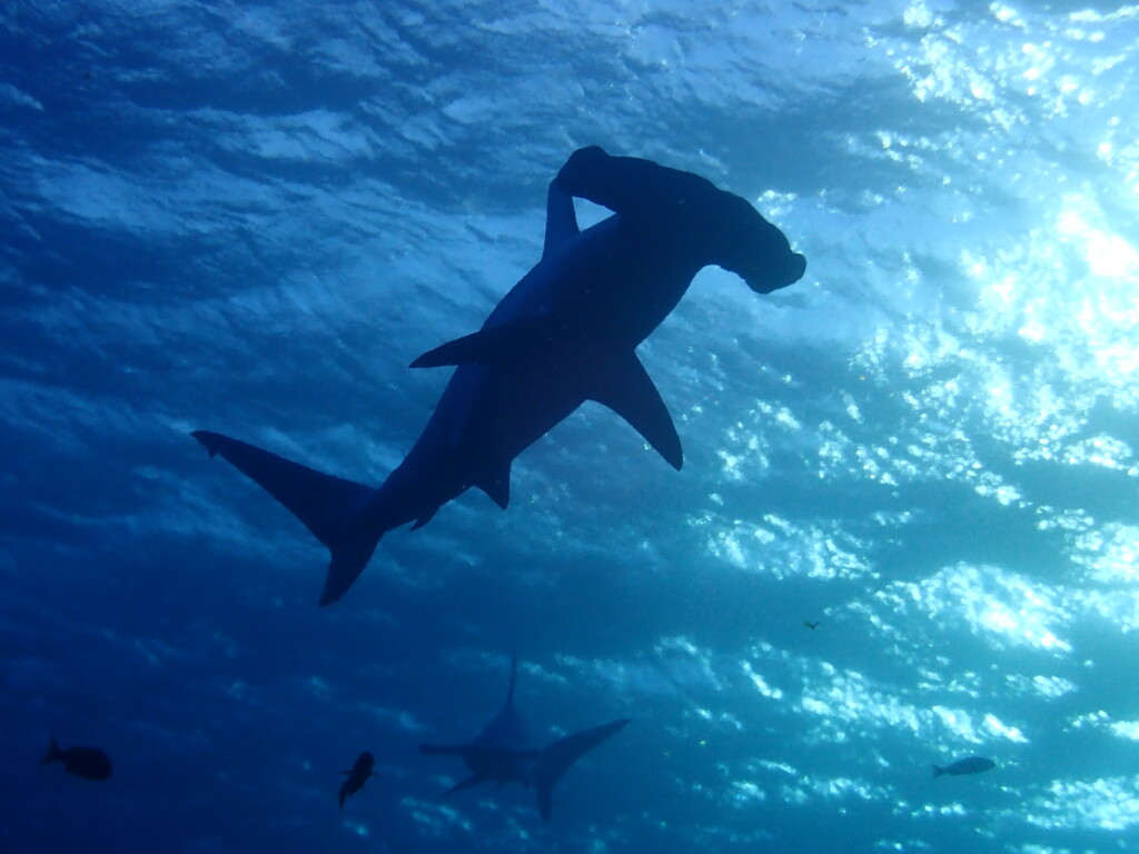 アカシュモクザメ